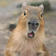 Capybara 9